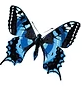 butterfly symbol